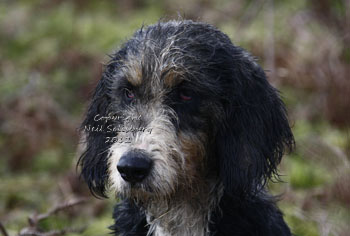 Welsh Foxhound Images by Betty Fold Gallery of Hawkshead 